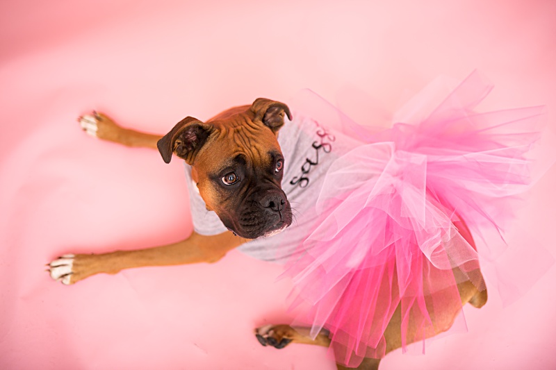 yokota family photographer, yokota air base family photographer, yokota portrait photographer, fussa photographer, fussa family photographer