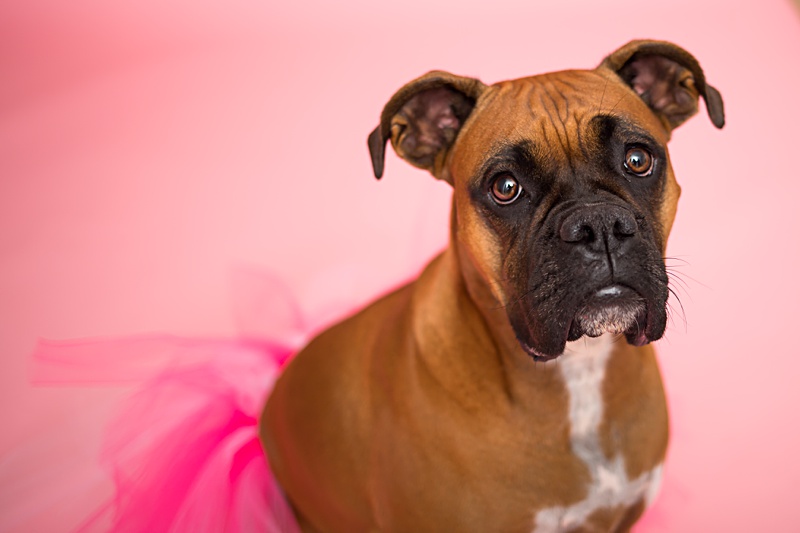 yokota family photographer, yokota air base family photographer, yokota portrait photographer, fussa photographer, fussa family photographer