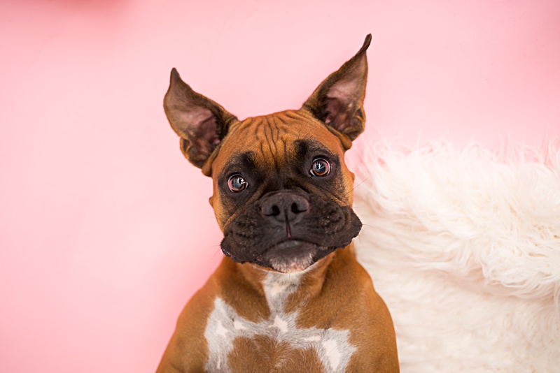 yokota family photographer, yokota air base family photographer, yokota portrait photographer, fussa photographer, fussa family photographer